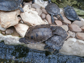 Фото Florida Red-bellied turtle