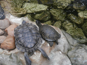 Фото Florida Red-bellied turtle