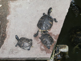 Фото Florida Red-bellied turtle