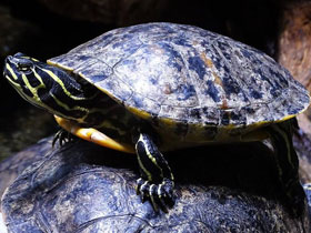 Фото Florida Red-bellied turtle