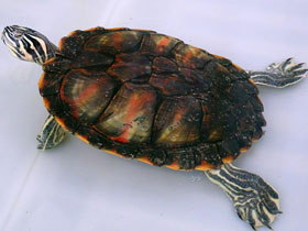 Фото Florida Red-bellied turtle