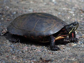 Фото Florida Red-bellied turtle