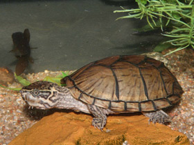 Фото Common musk turtle