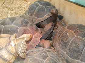 Фото Santa Cruz Giant Tortoise
