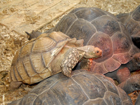 Фото Santa Cruz Giant Tortoise