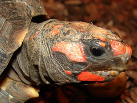 Фото Tortuga terrestre de patas rojas