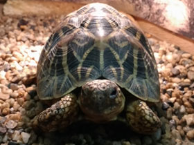 Фото Indian star tortoise