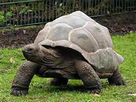 Фото Aldabra giant tortoise