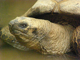 Фото Aldabra giant tortoise