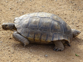 Фото Desert tortoise