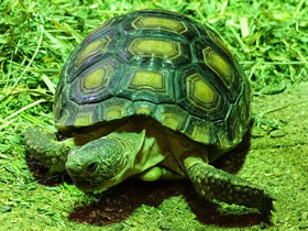 Фото Desert tortoise