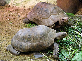 Фото Elongated Tortoise