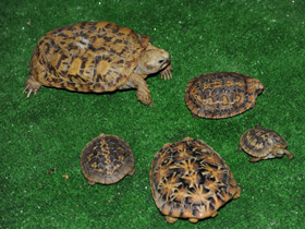 Фото Pancake tortoise