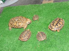 Фото Pancake tortoise