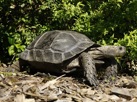 Фото Asian forest tortoise