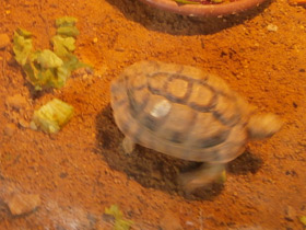 Фото Kleinmann's tortoise