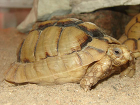 Фото Kleinmann's tortoise