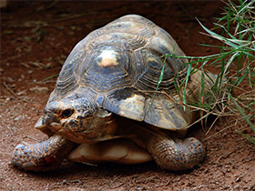 Фото Marginated tortoise