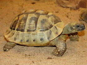 Фото Hermann's tortoise