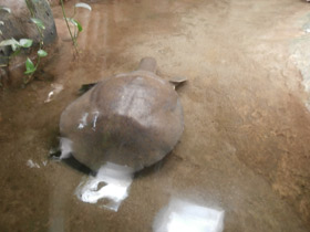 Фото African softshell turtle