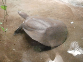 Фото African softshell turtle